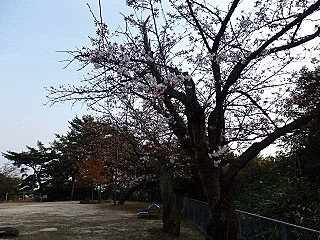 2016/ 3/30 皿山の桜